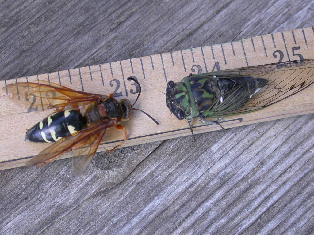 The Eastern Cicada Killer Wasp